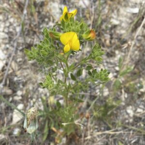 Ononis pubescens Plant