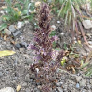 Orobanche cypria
