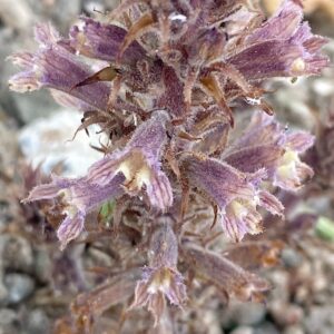 Orobanche cypria details