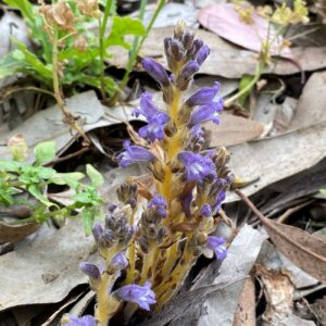 Orobanche ramosa