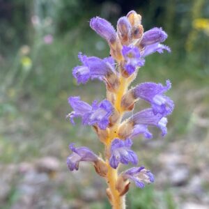 Orobanche ramosa