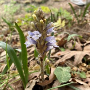 Orobanche zosimae