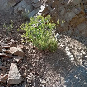 Phytolacca pruinosa The plant