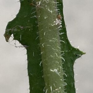 Picris rhagadioloides 2-barbed bristles