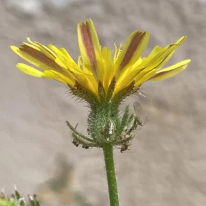 Picris rhagadioloides