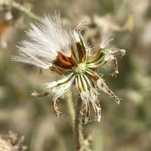 Picris rhagadioloides Achenes