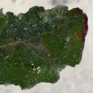 Picris rhagadioloides Basal leaf hair