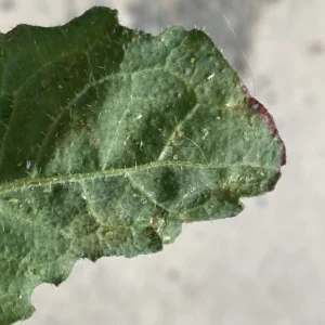 Picris rhagadioloides Basal leaf reversed - Hair