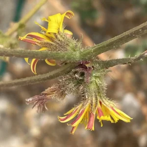 Picris rhagadioloides Bracts