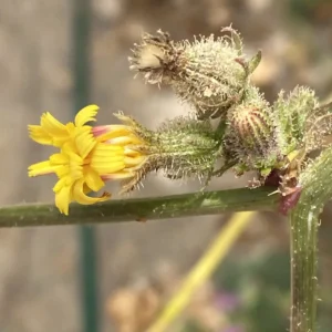 Picris rhagadioloides Flower heads