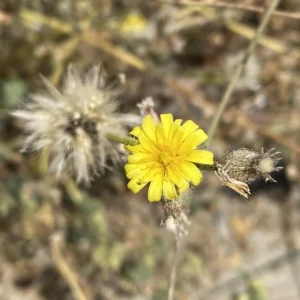 Picris rhagadioloides Flower heads, various stages