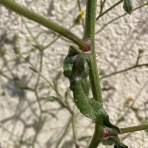 Picris rhagadioloides Stem leaf