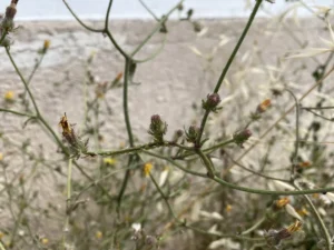 Picris rhagadioloides Upper stem paniculate