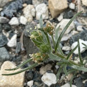 Plantago afra flowers