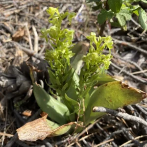 Platanthera holmboei