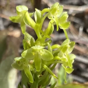 Platanthera holmboei Flower