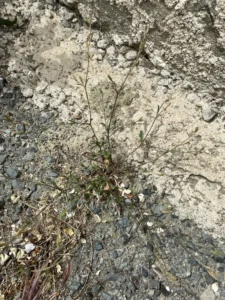 Silene nocturna The plant