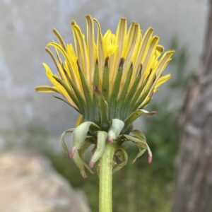 Taraxacum holmboei Bracts