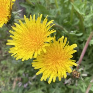 Taraxacum holmboei Flowers