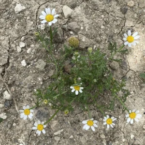 Cota amblyolepis The plant