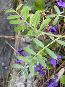 Vicia Angustifolia Leaflet variation