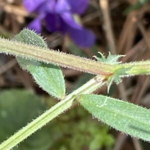 Vicia Angustifolia Stipules