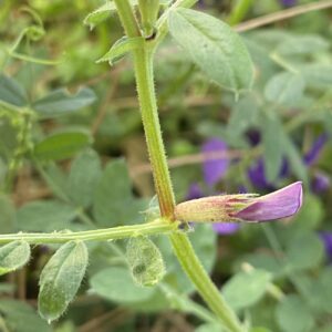 Vicia angustifolia Calyx