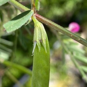 Vicia angustifolia Calyx on fruit