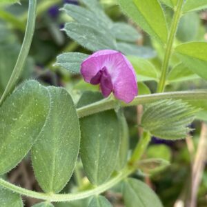 Vicia angustifolia Flower
