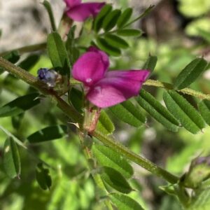 Vicia angustifolia Leaves and apex