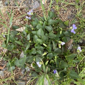 Viola sieheana The plant
