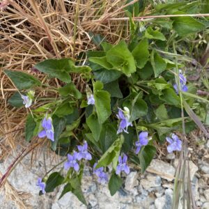 Viola sieheana The plant