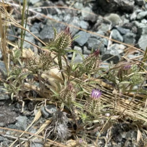 Atractylis cancellata The plant