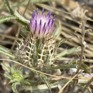 Atractylis cancellata