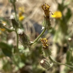 Crepis aspera flower heads late stage