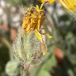 Crepis foetida subsp. foetida