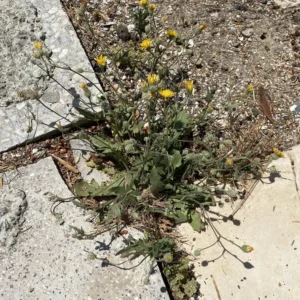 Crepis foetida subsp. foetida basal leaves