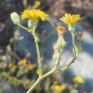 Crepis micrantha