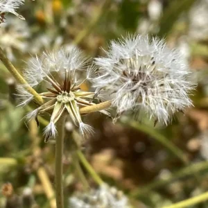 Crepis micrantha Achenes and pappus