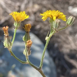 Crepis micrantha Inflorescence and bracts