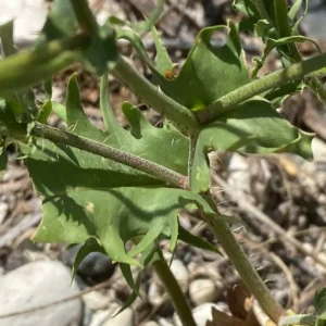 Crepis micrantha Stem leaves