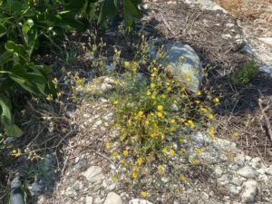 Crepis micrantha The plant