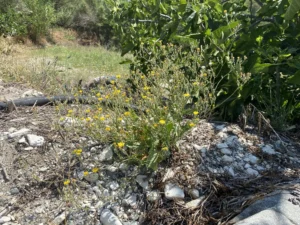 Crepis micrantha the plant