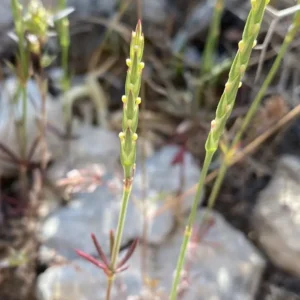 Crucianella latifolia
