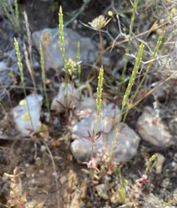 Crucianella latifolia Plants