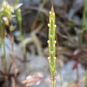 Crucianella latifolia plant