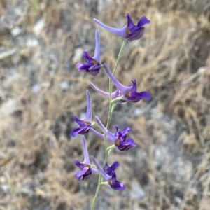 Delphinium peregrinum