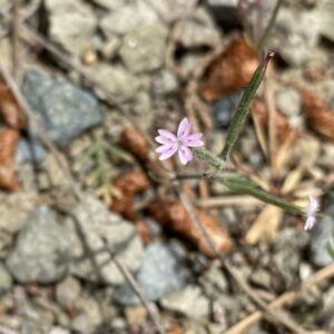 Dianthus nudiflorus