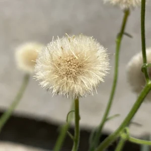 Erigeron bonariensis fruiting head