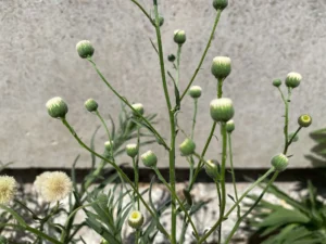 Erigeron bonariensis inflorescence